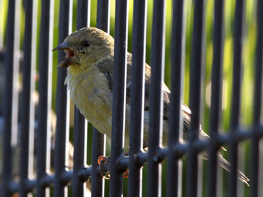 Goldfinch.jpg