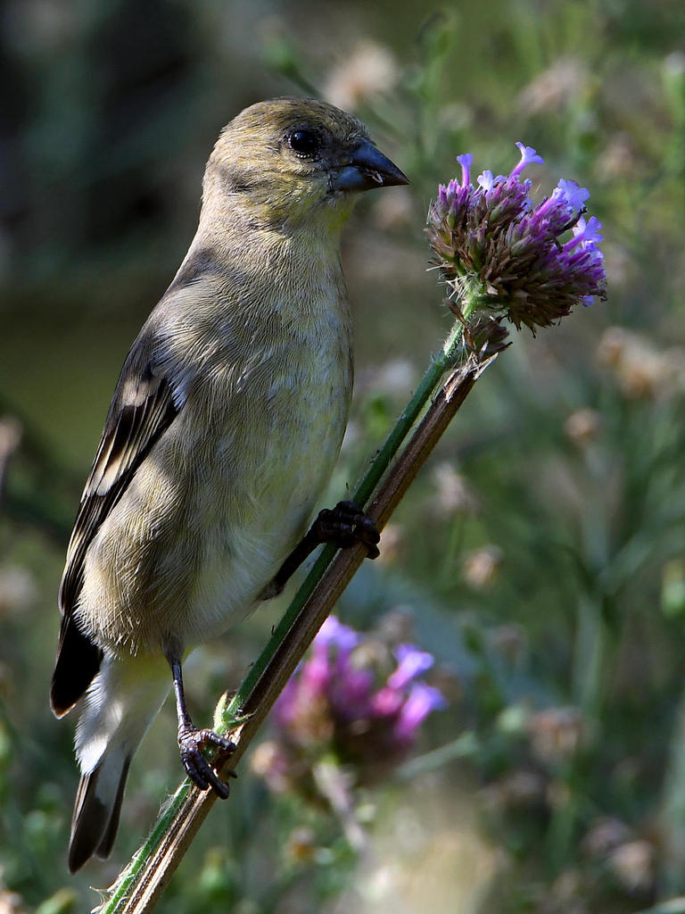 GoldFinch.jpg