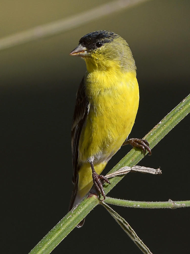 GoldFinch.jpg