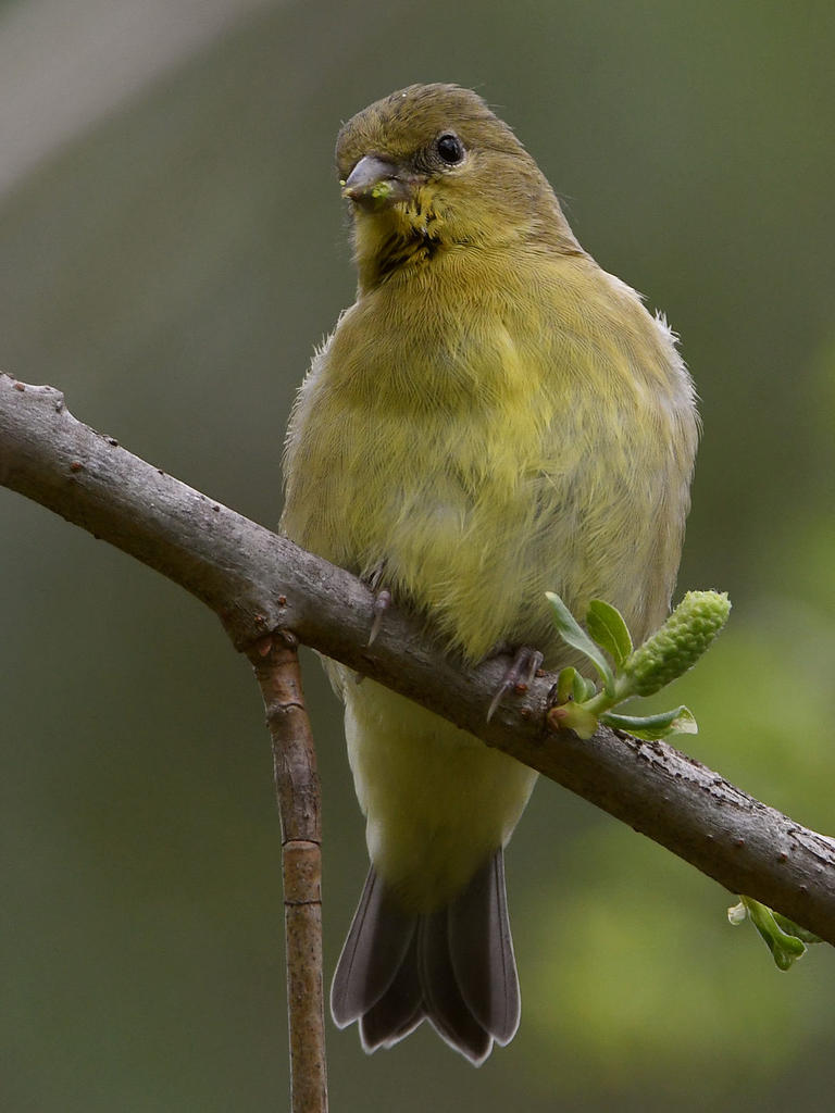 Goldfinch.jpg