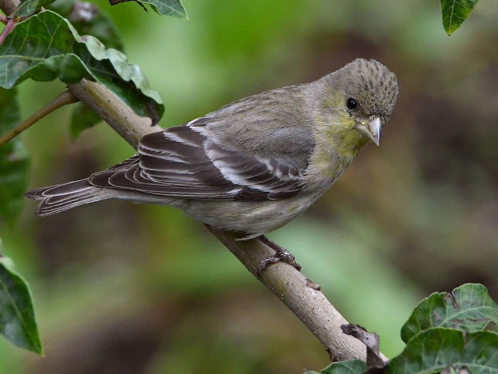 Goldfinch.jpg