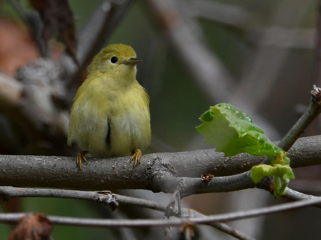 Goldfinch.jpg
