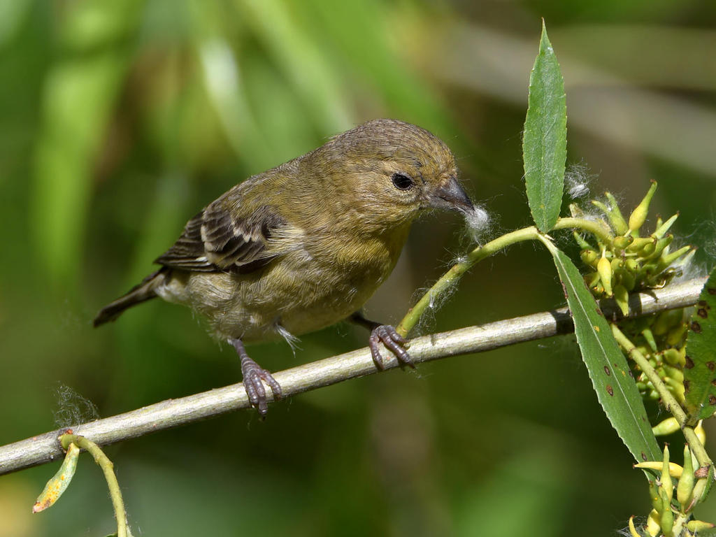 Goldfinch.jpg