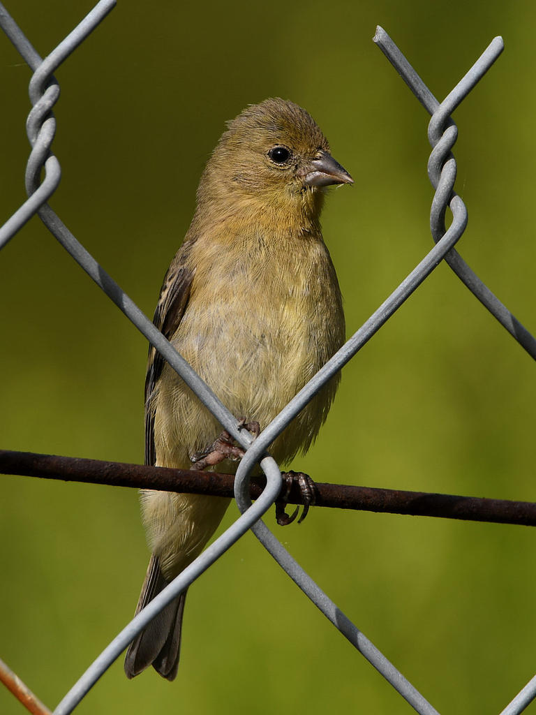 Goldfinch.jpg