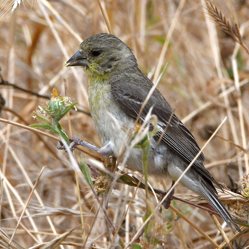 Goldfinch.jpg