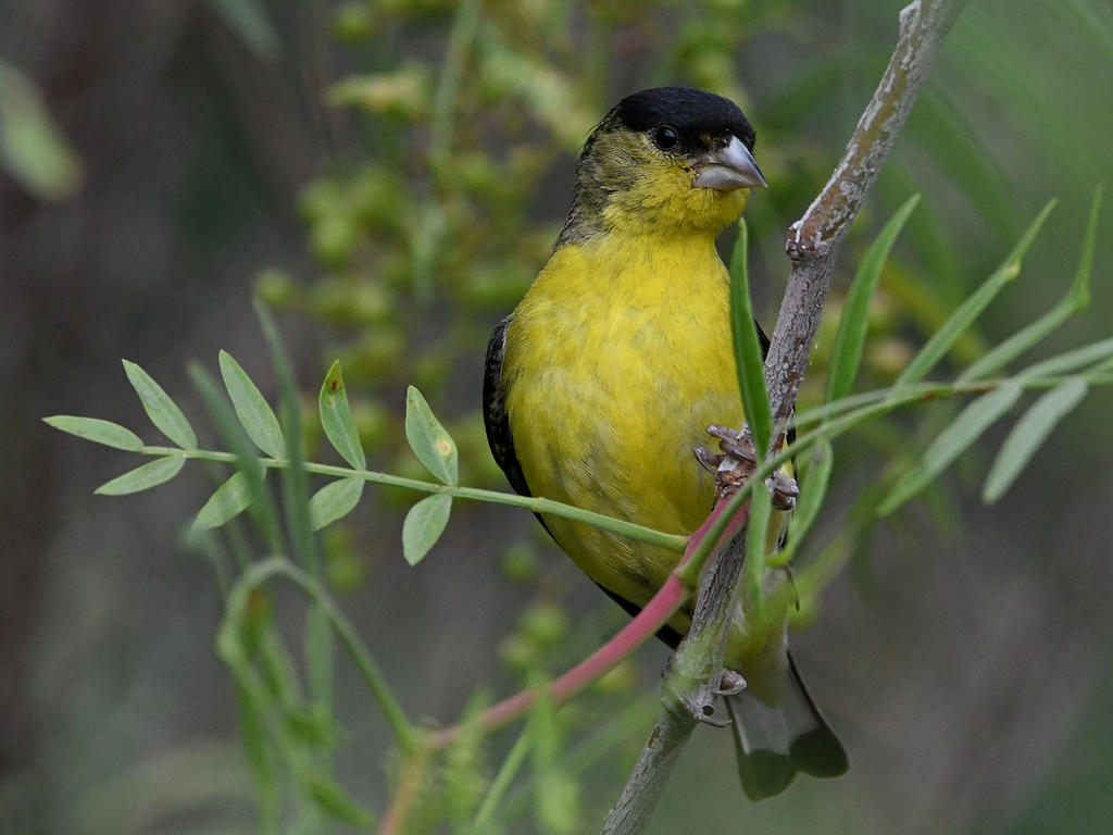 Goldfinch.jpg