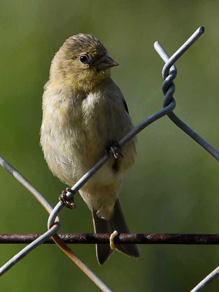 GoldFinch.jpg