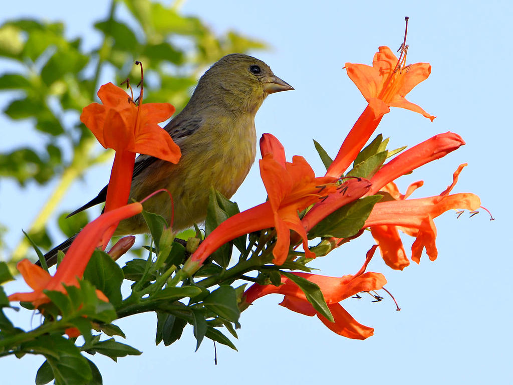 Goldfinch.jpg
