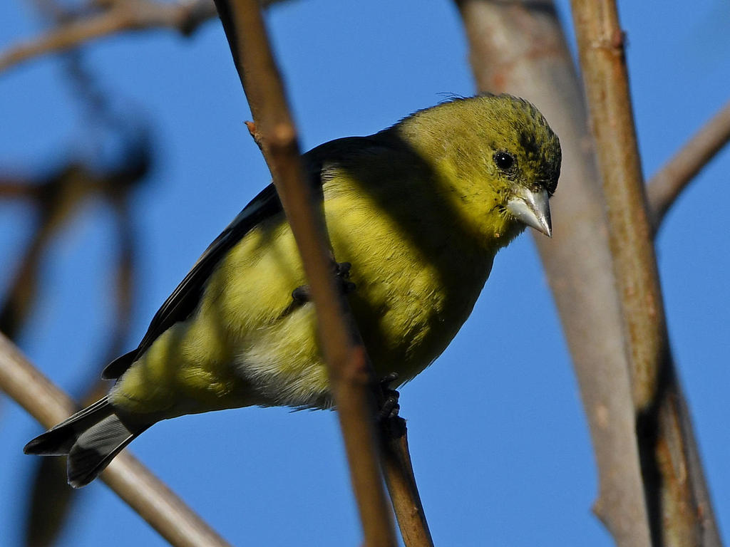 Goldfinch.jpg