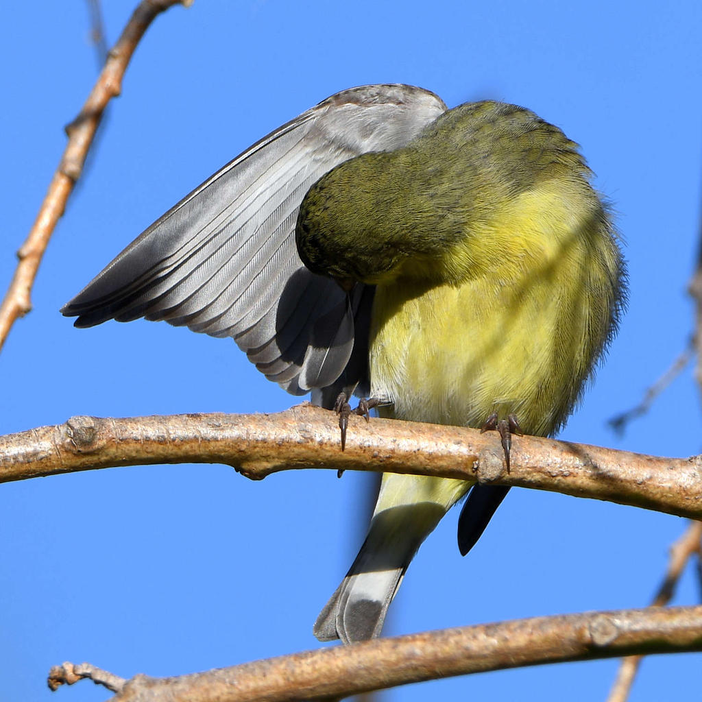 GoldFinch.jpg