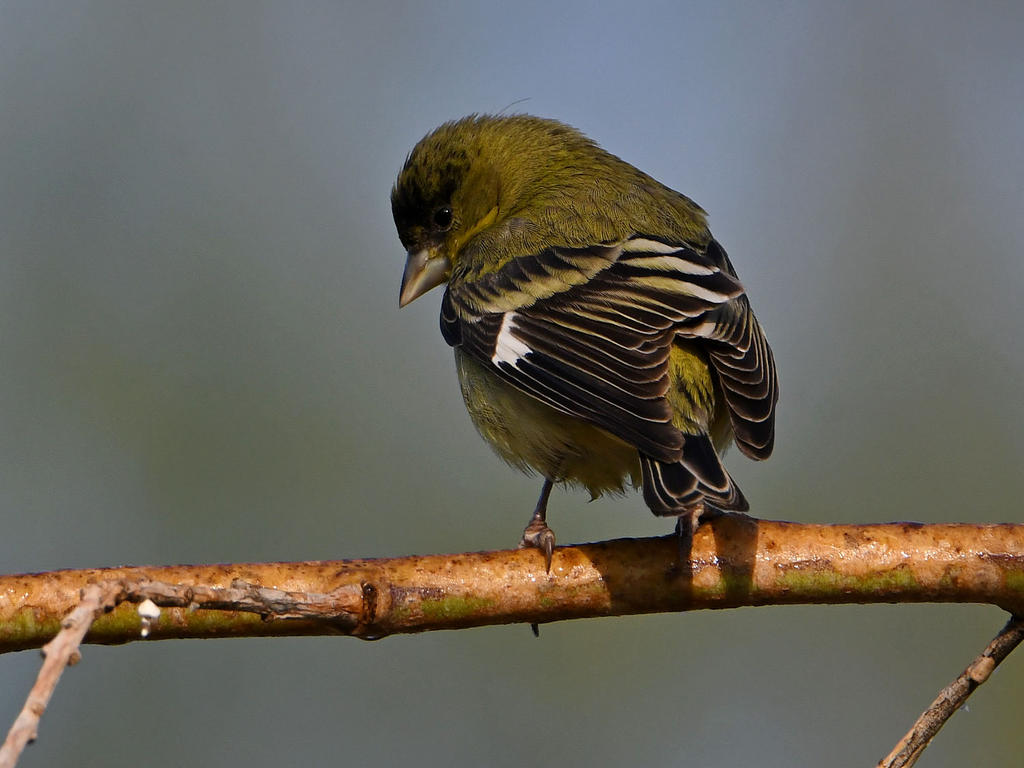 Goldfinch.jpg