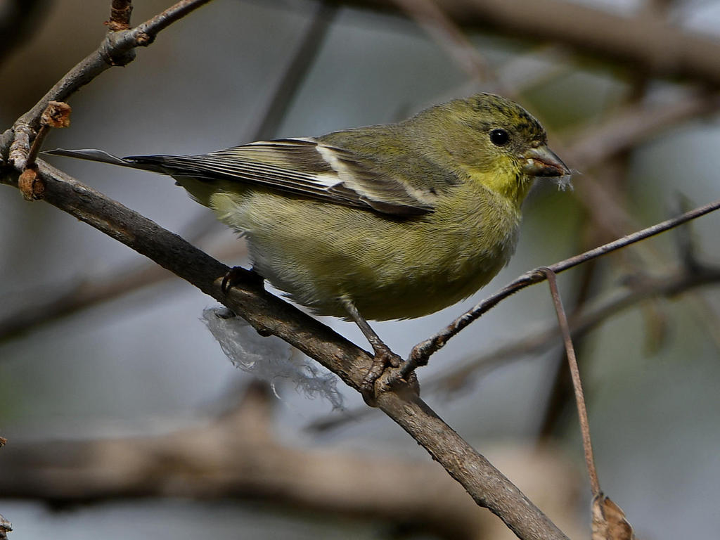 Goldfinch.jpg