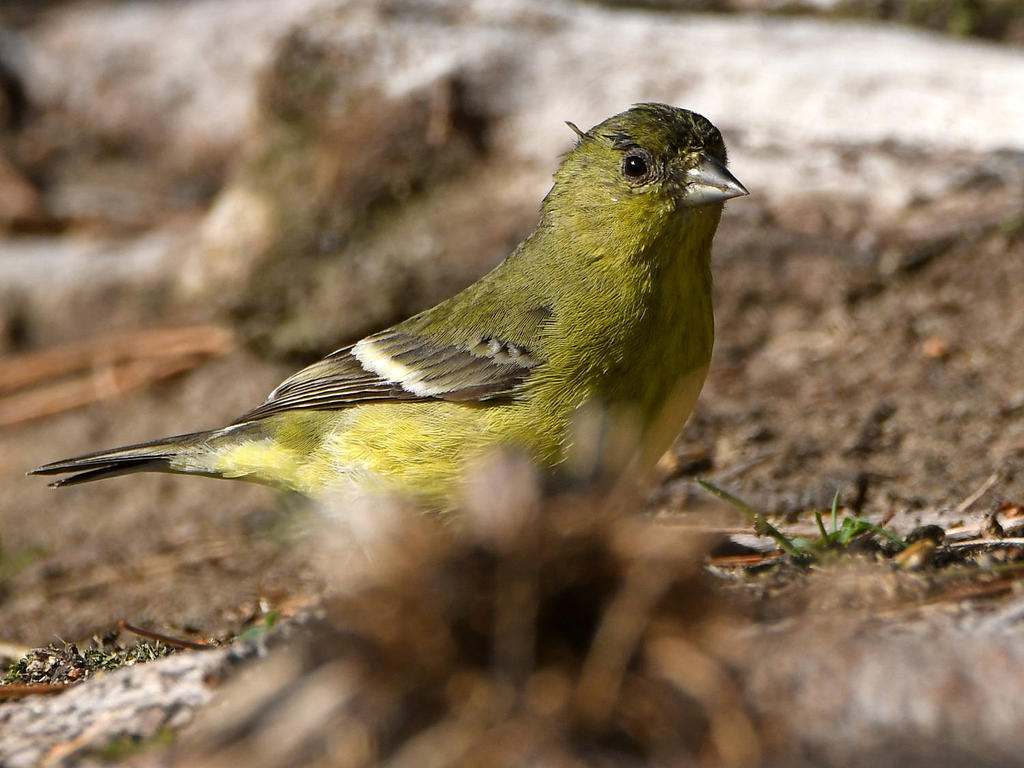 Goldfinch.jpg