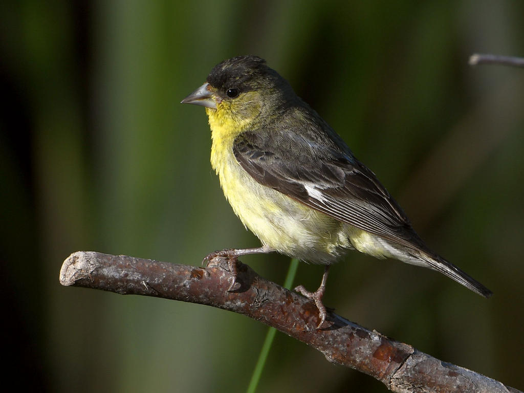 Goldfinch.jpg