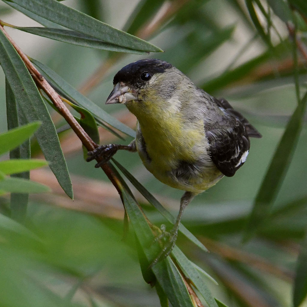 Goldfinch.jpg
