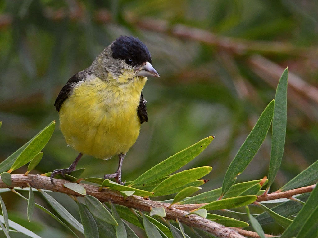 Goldfinch.jpg