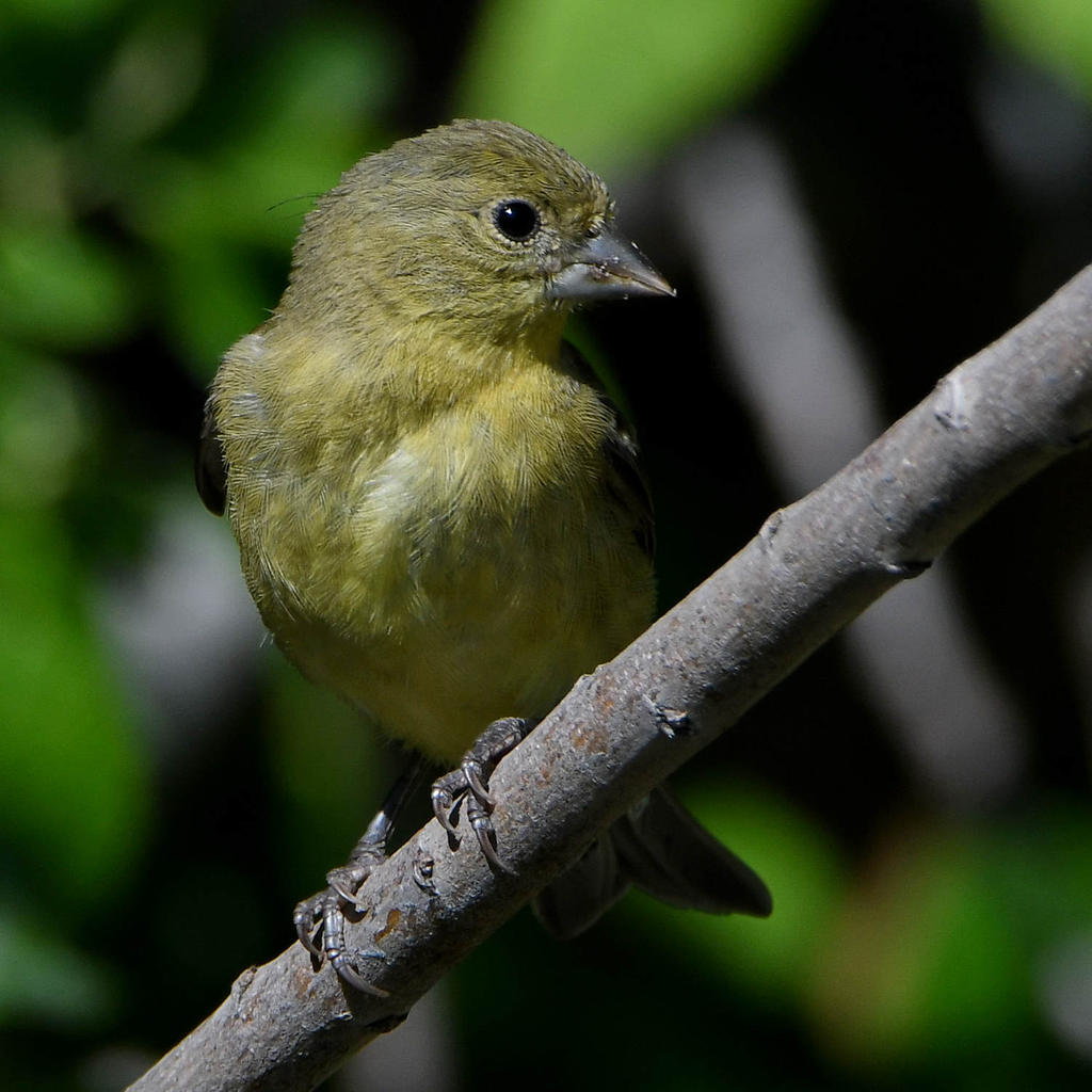 Goldfinch.jpg