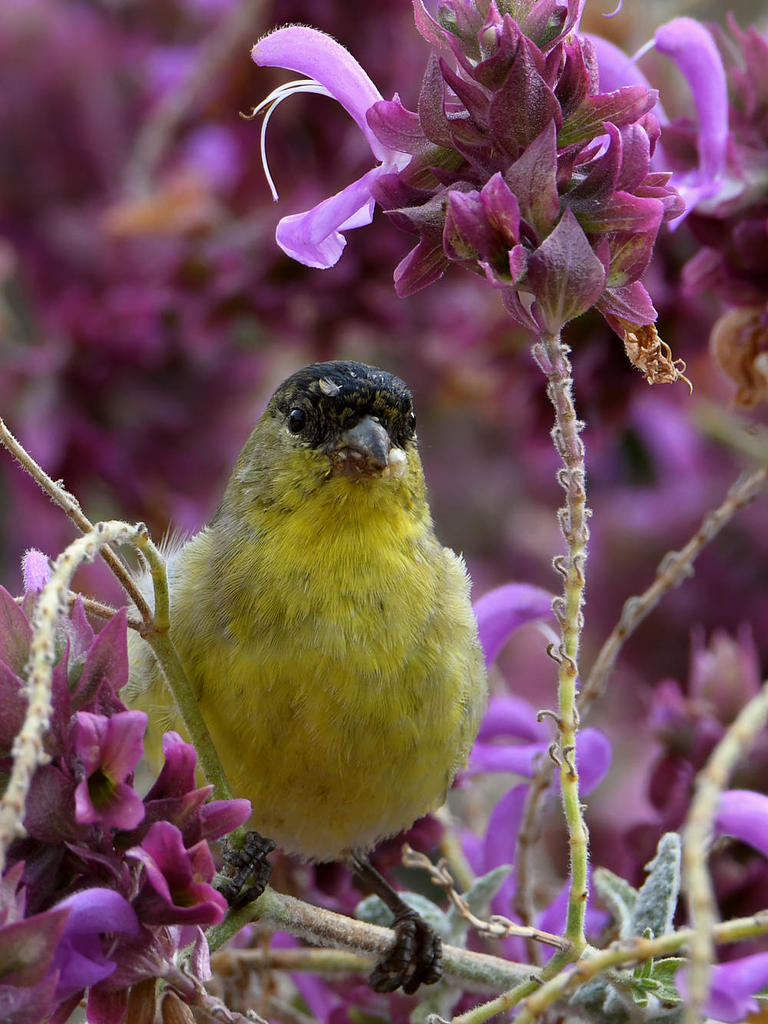 Goldfinch.jpg