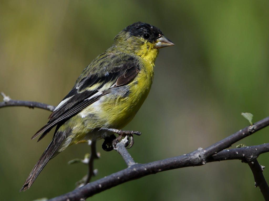 Goldfinch.jpg