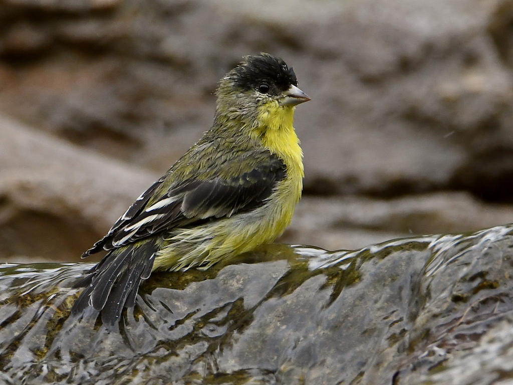Goldfinch.jpg