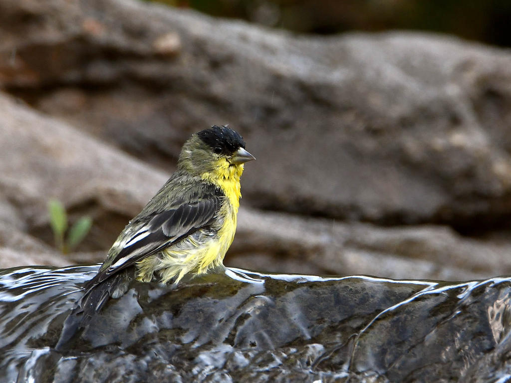 Goldfinch.jpg