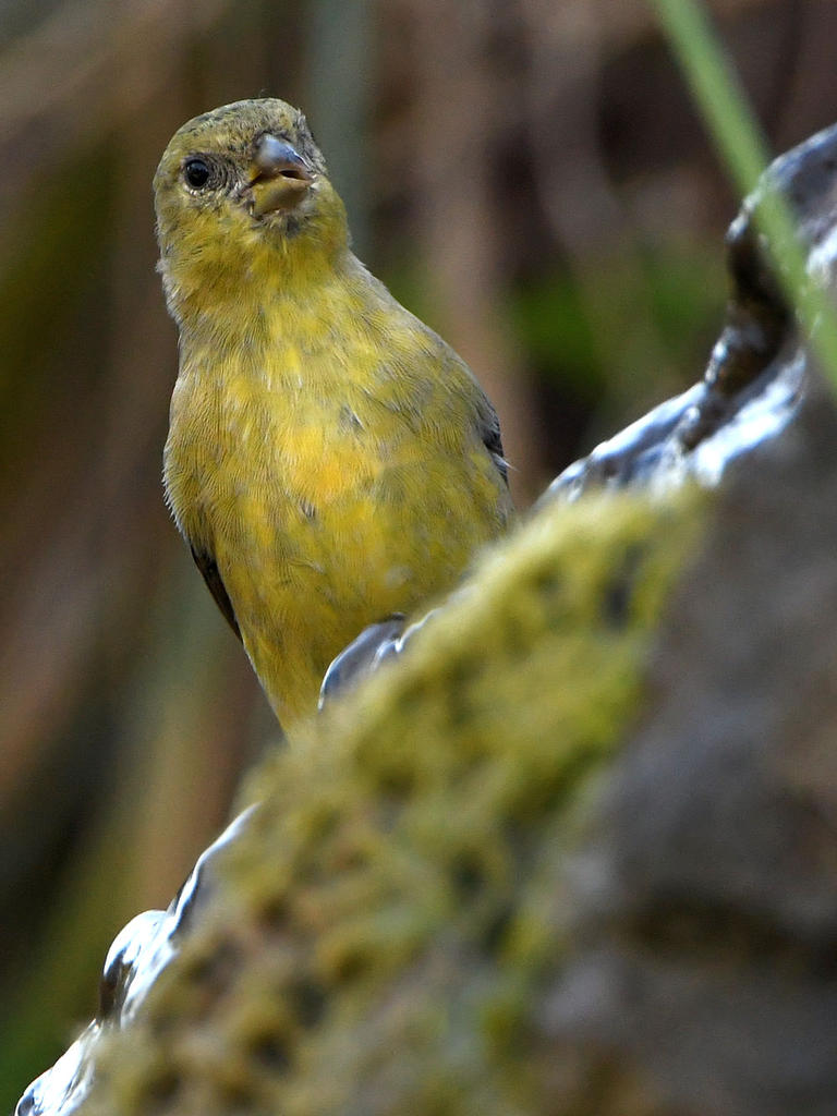 Goldfinch.jpg