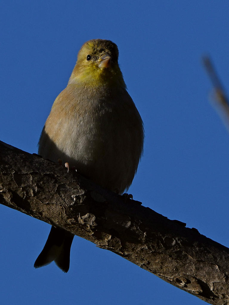 Goldfinch.jpg