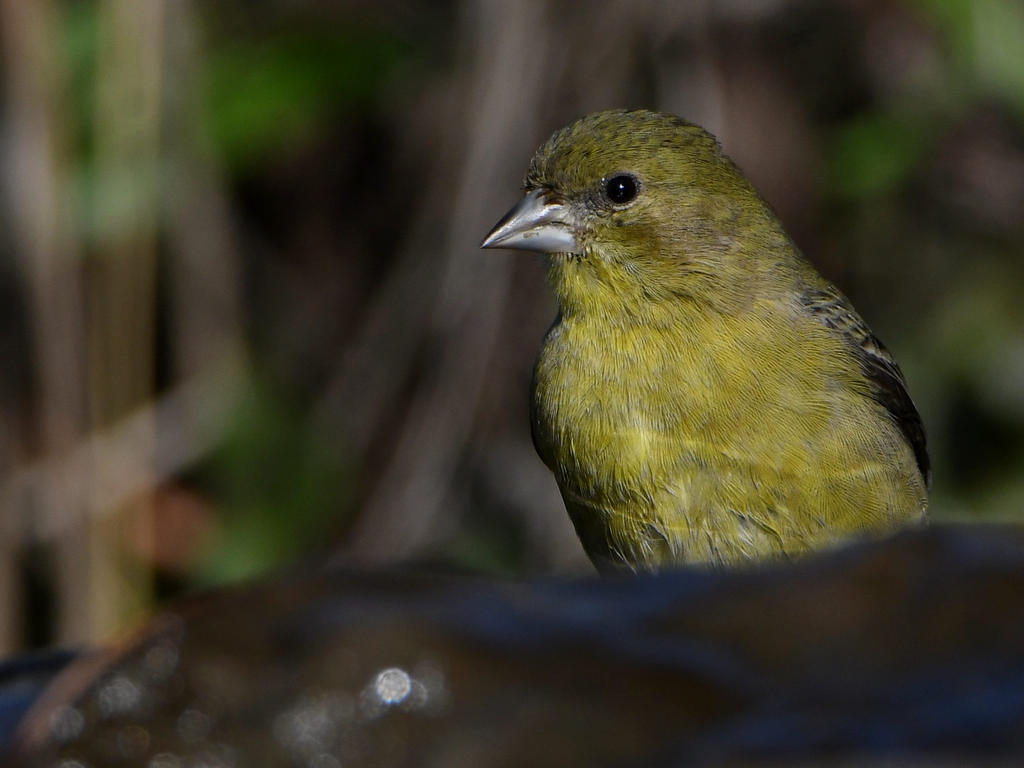 Goldfinch.jpg