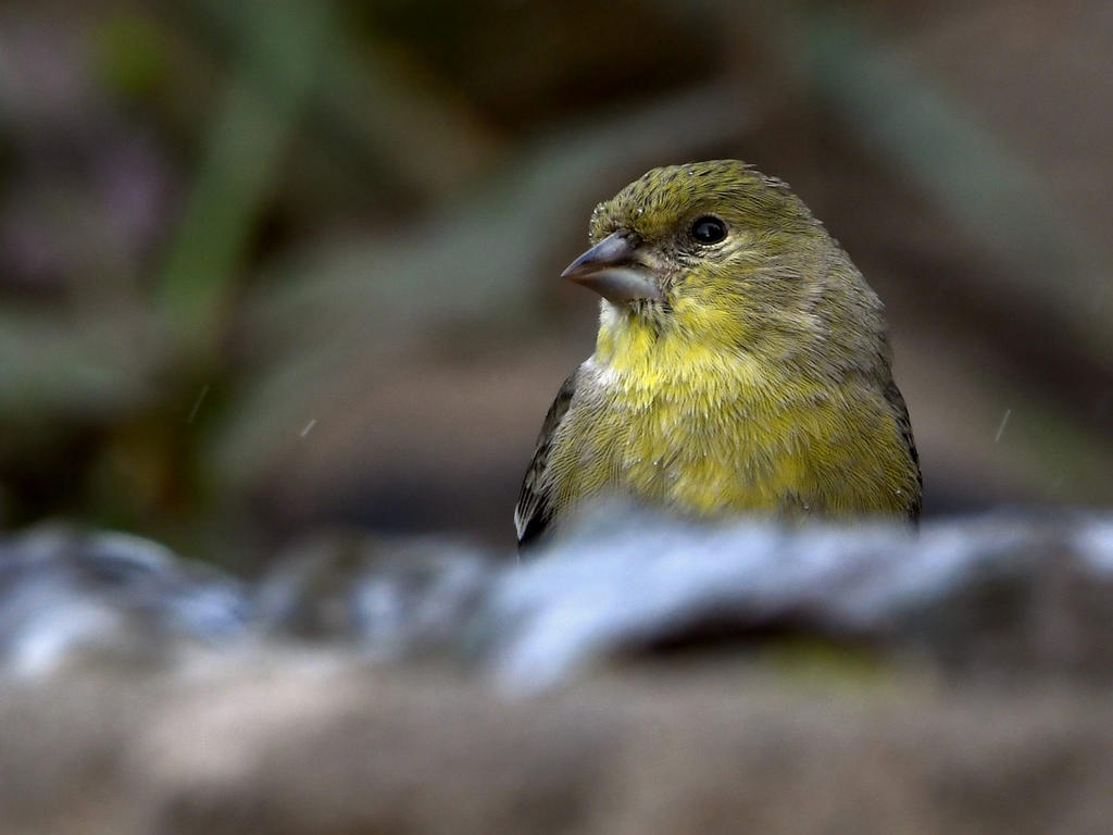 Goldfinch.jpg