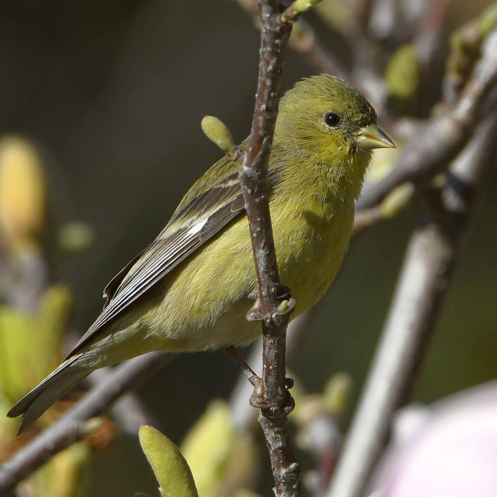 Goldfinch.jpg