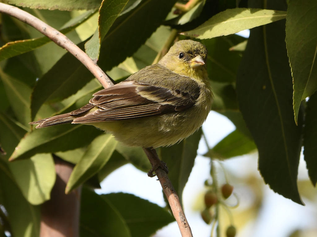 Goldfinch.jpg