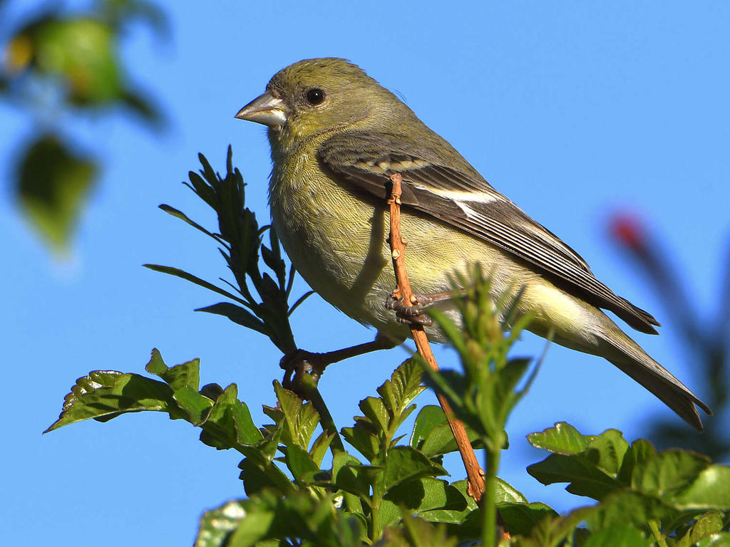 Goldfinch.jpg