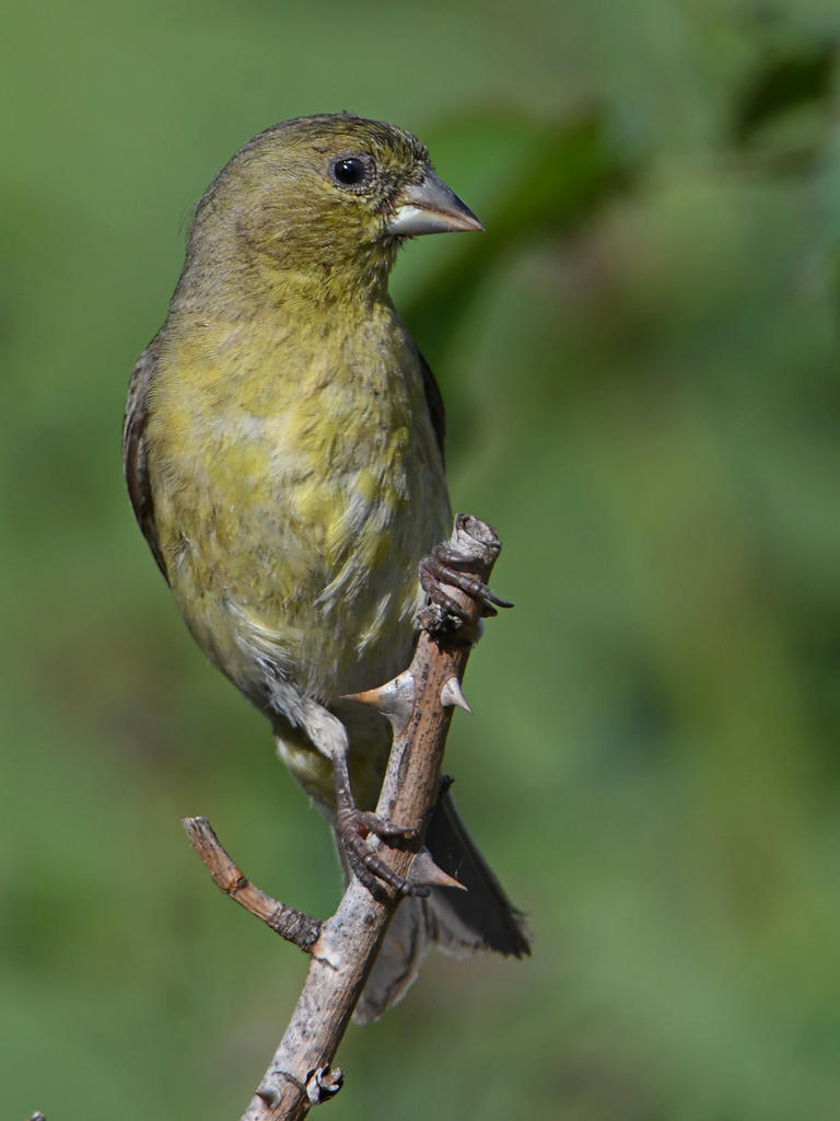 Goldfinch.jpg