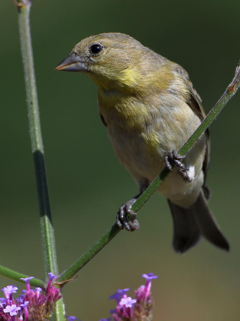 Goldfinch.jpg
