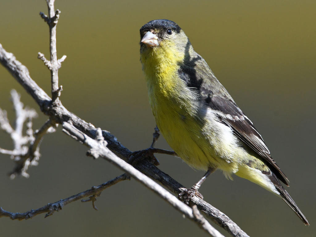 Goldfinch.jpg