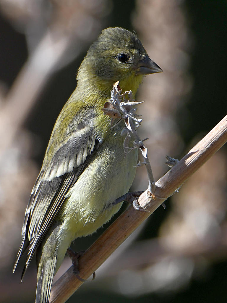 Goldfinch.jpg