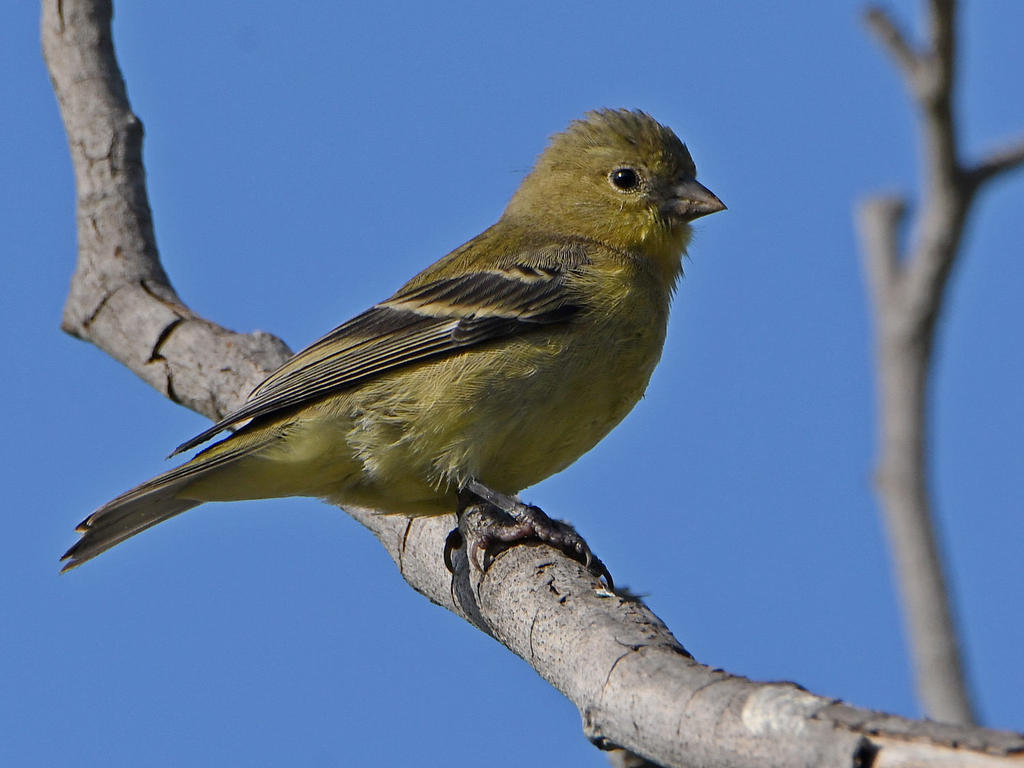 Goldfinch.jpg