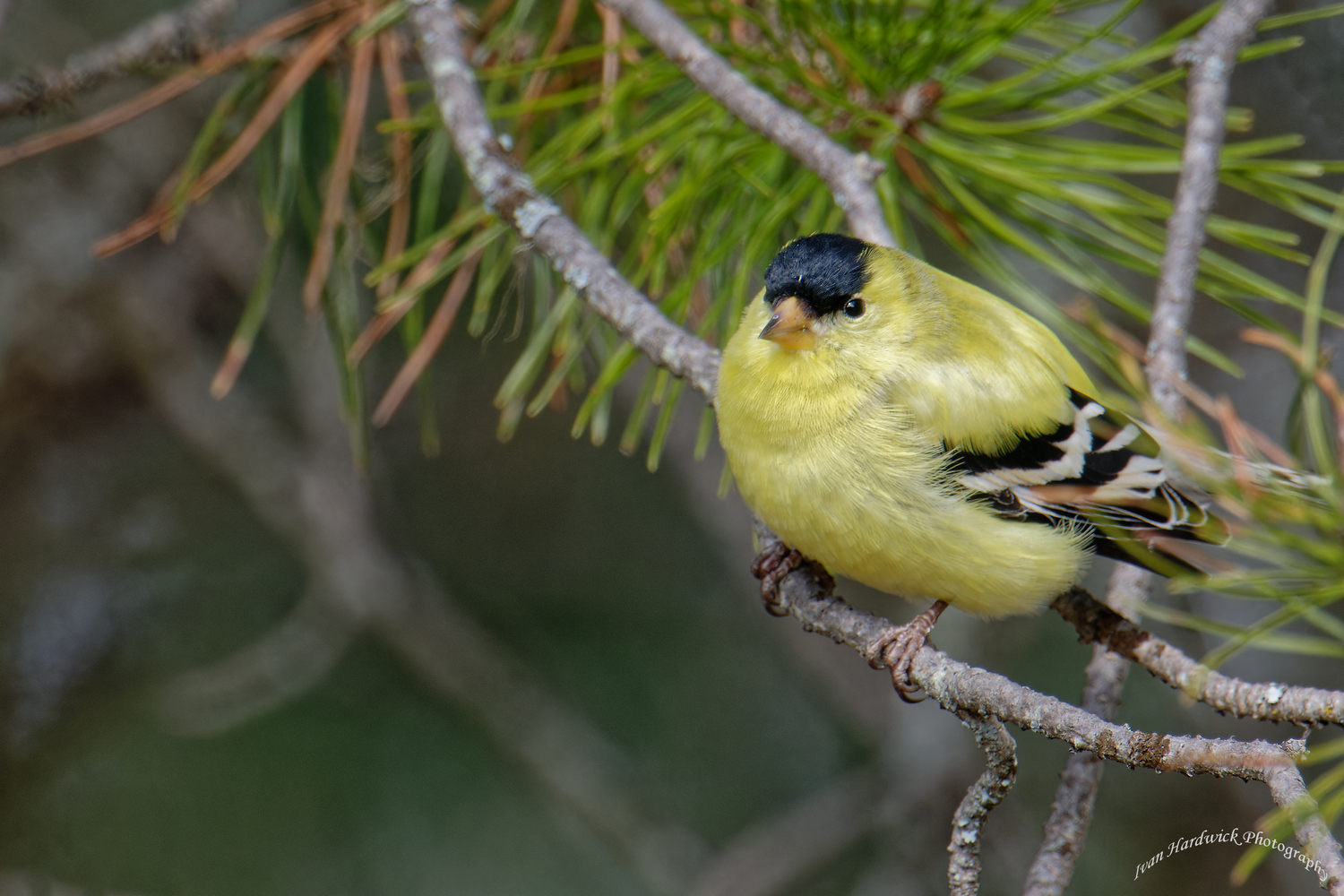 Goldfinch.jpg