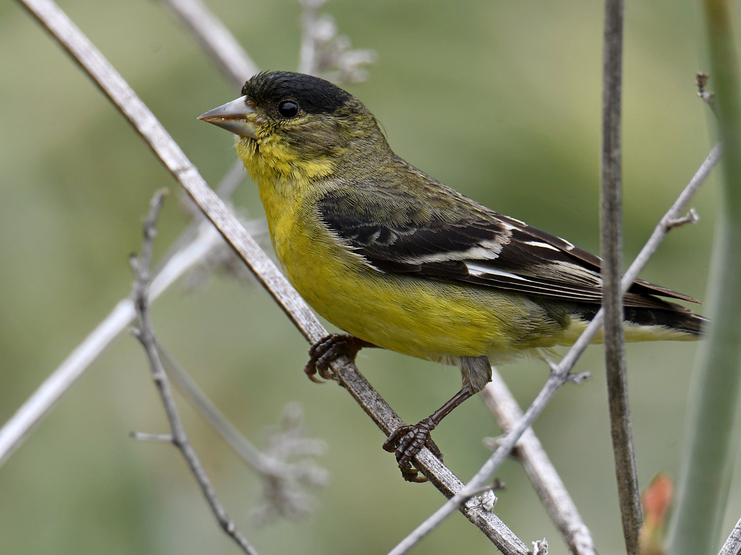 Goldfinch.jpg