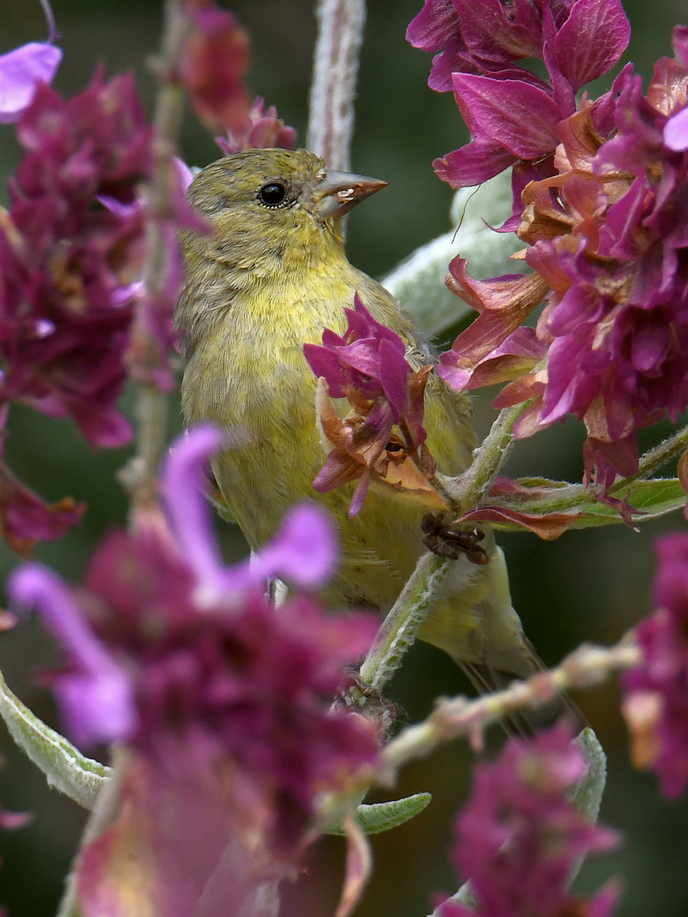 Goldfinch.jpg