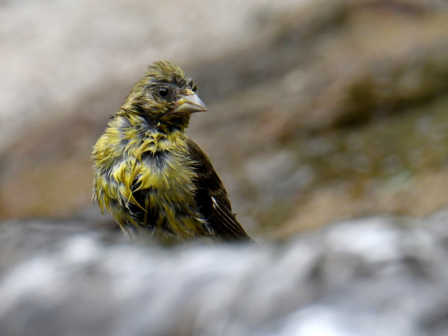 Goldfinch.jpg