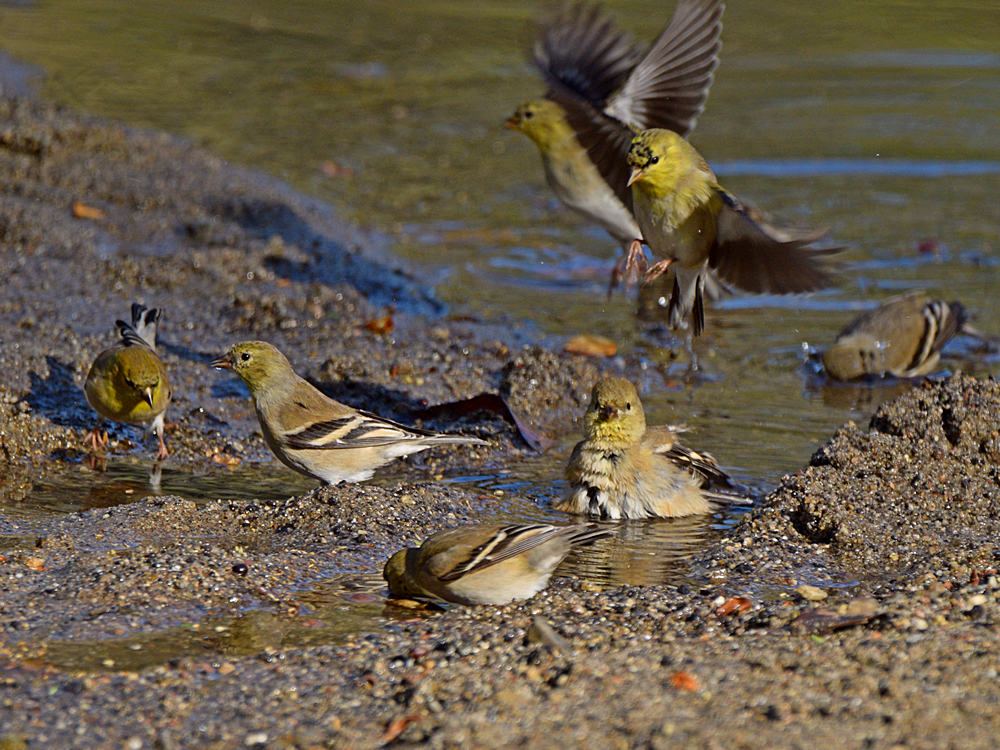 Goldfinch10.jpg