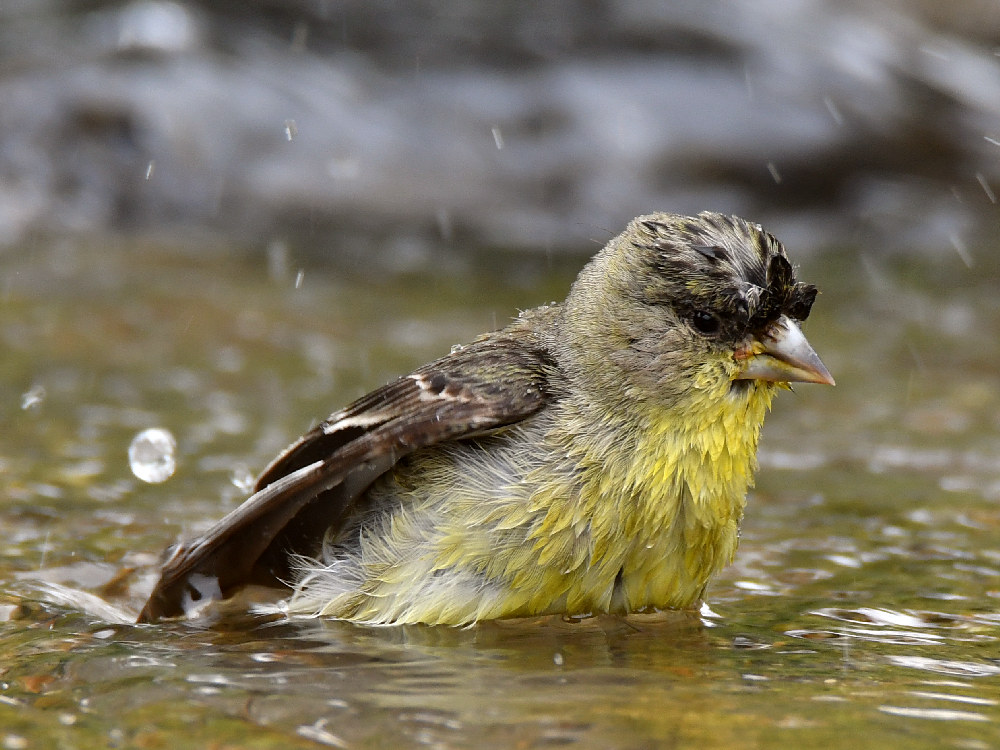 Goldfinch10.jpg