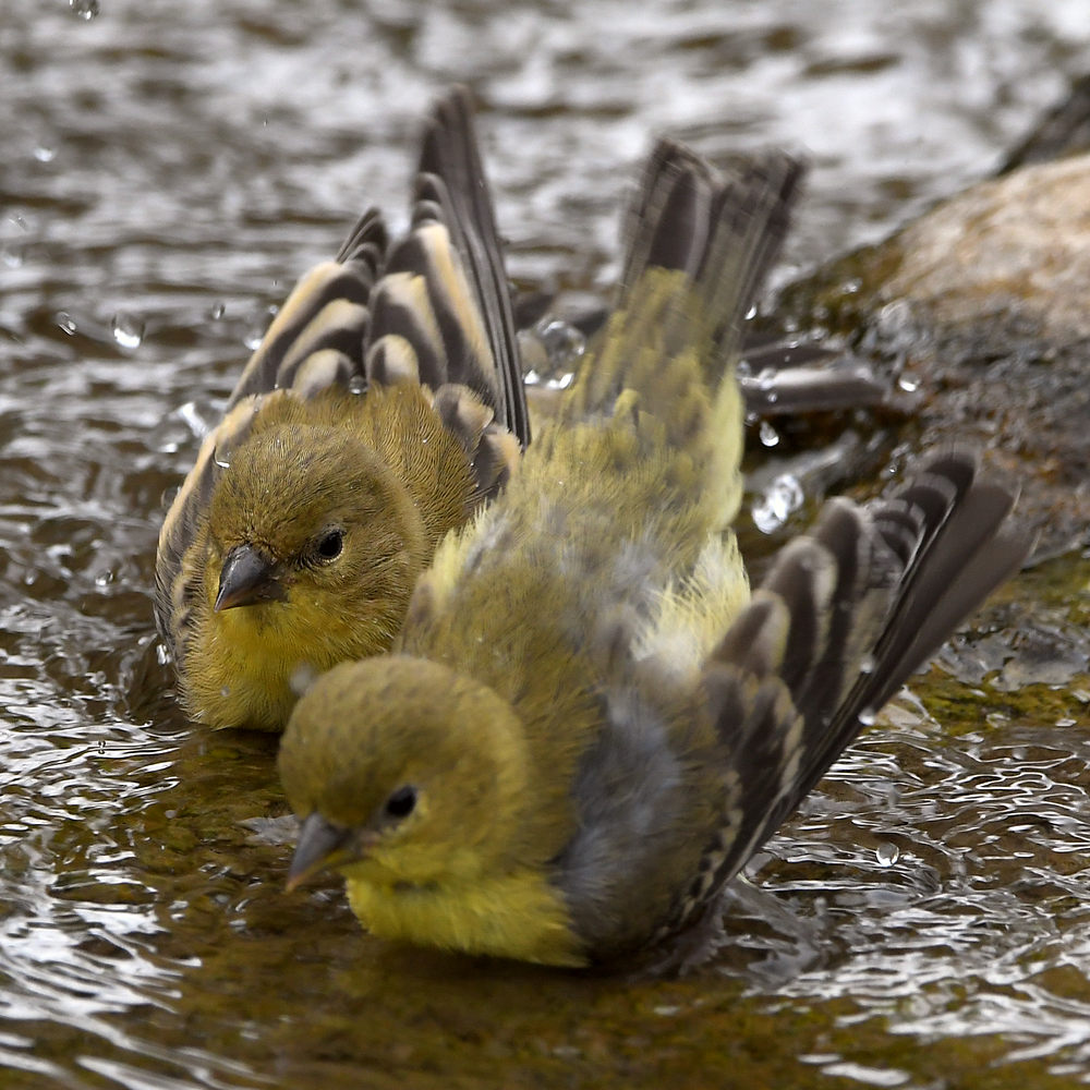 Goldfinch10.jpg