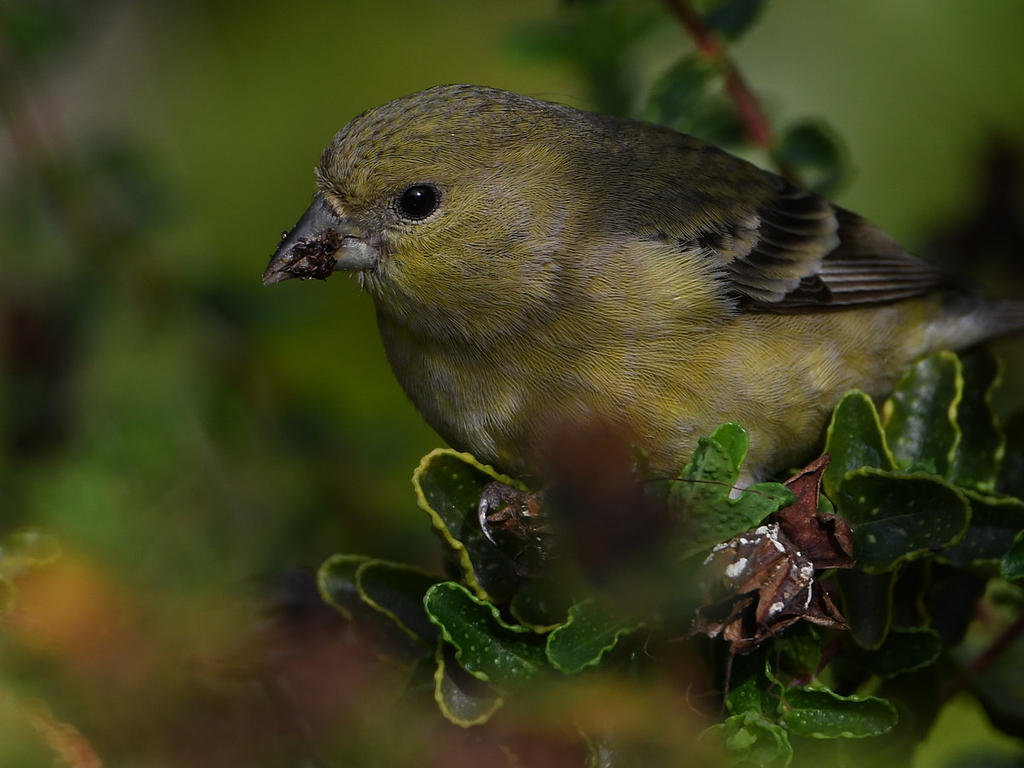 Goldfinch10.jpg