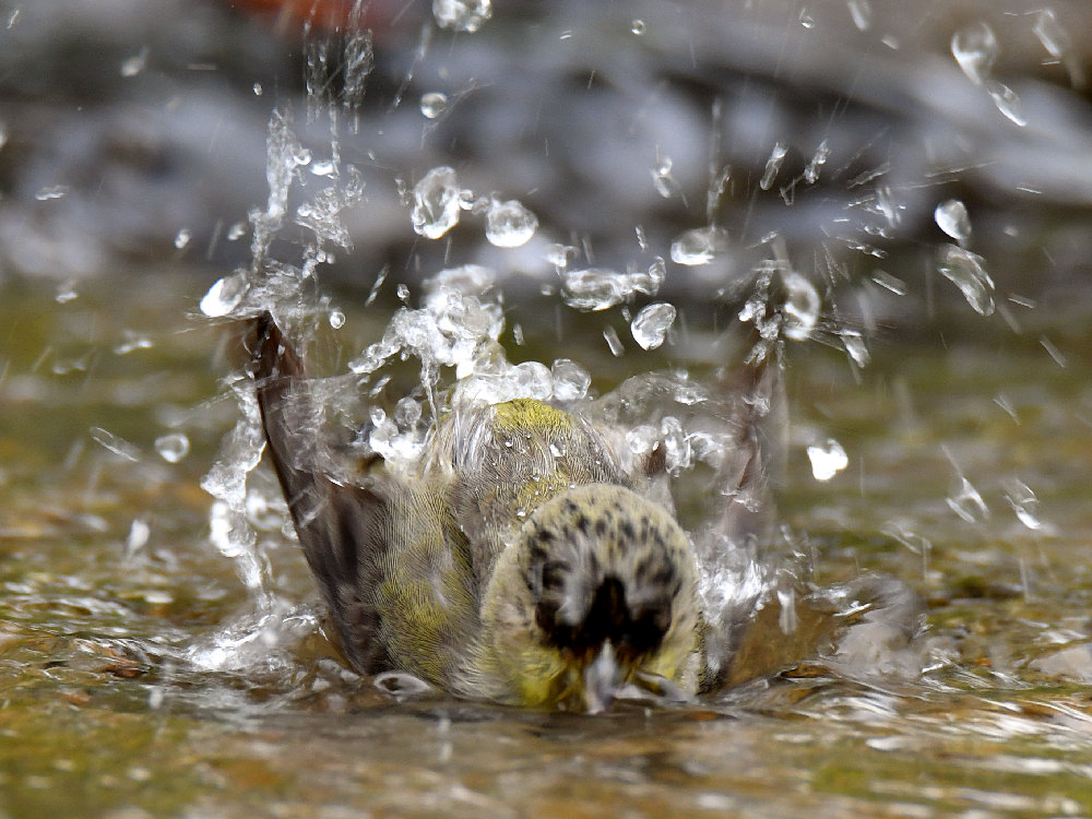Goldfinch11.jpg