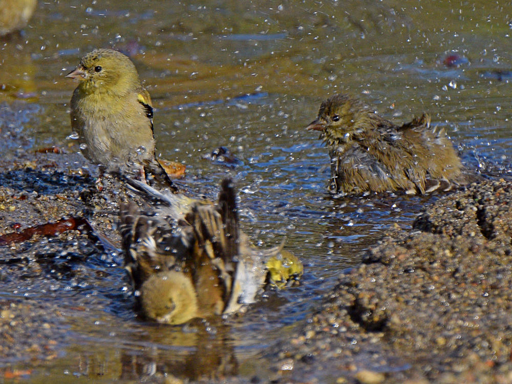 Goldfinch12.jpg