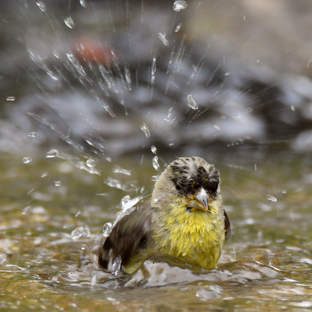 Goldfinch12.jpg