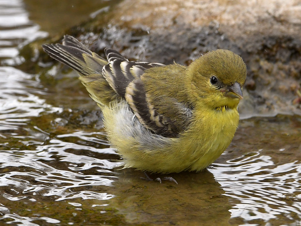 Goldfinch12.jpg