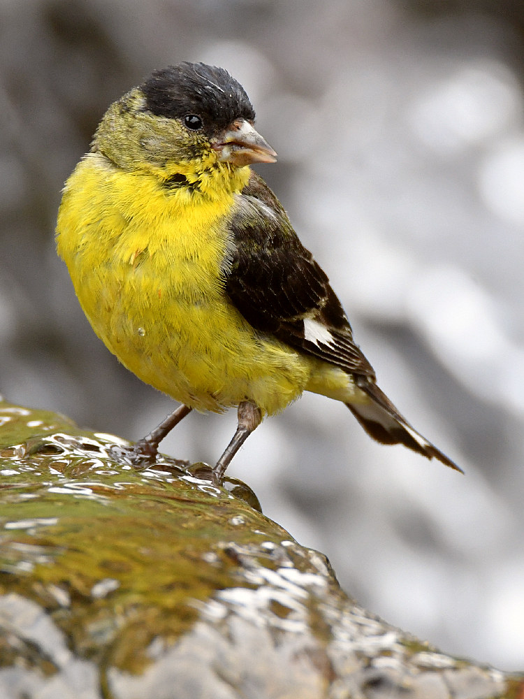 Goldfinch13.jpg